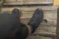 SHIMANO Sneakers SHAM903 black / Size: 46
